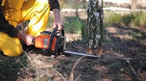 Best Tree Removal Services  in Oak Harbor, OH